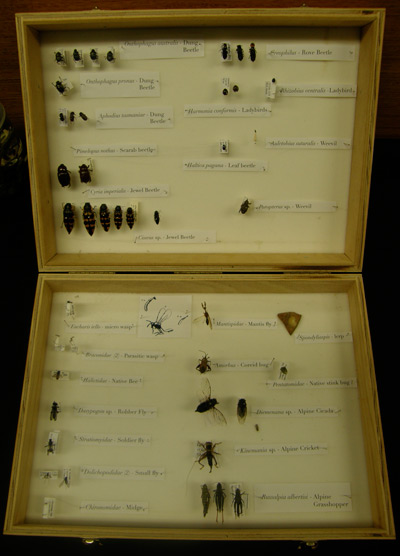 specimen box