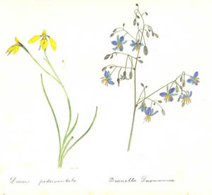 Diuris pedunculata and Dianella tasmanica