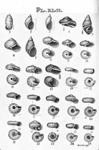  Tasmanian Shells, 