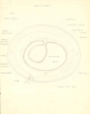 Earthworm diagram