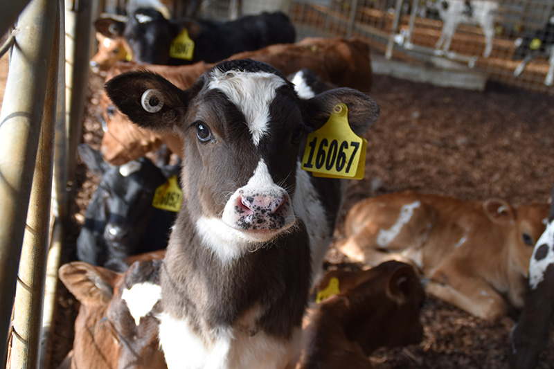 Thumbnail for Accelerated calf rearing | Tasmanian Institute of Agriculture