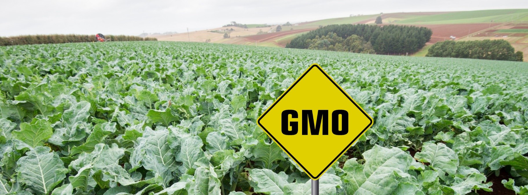 GMO Picture