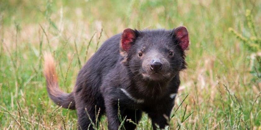 Thumbnail for Tasmanian Devils evolving in response to deadly facial tumours