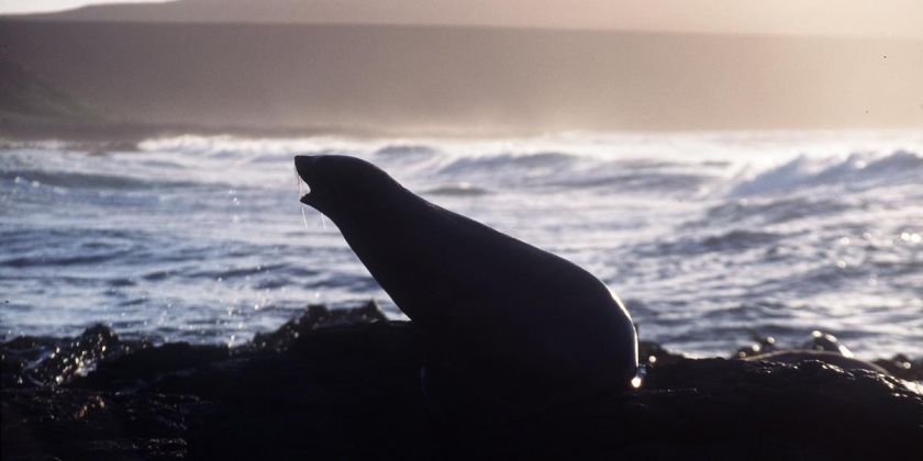 Thumbnail for Unlocking the secrets of Antarctic fur seal winter foraging
