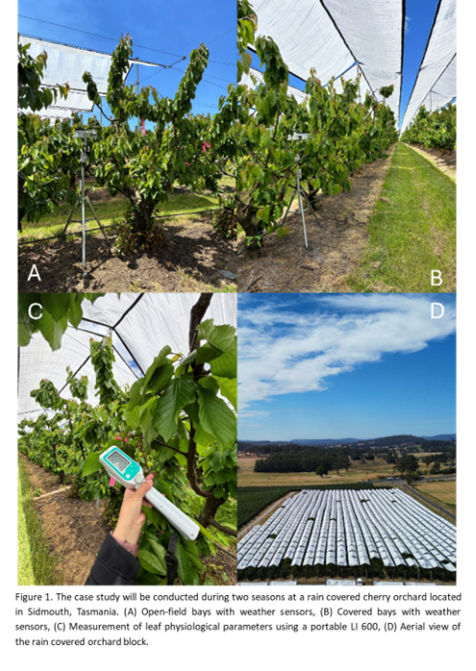 Cherry protected cropping trial
