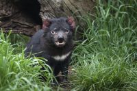Save the Tasmanian Devil Appeal funds $1m of research and conservation programs 