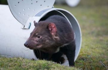 Immunotherapy trial cures Tasmanian devils of DFTD | University of Tasmania