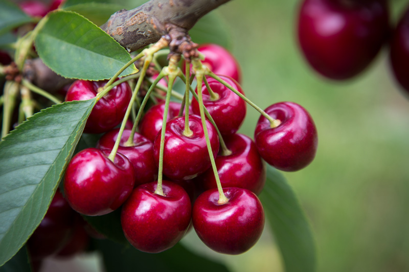 Thumbnail for Nitrogen use in cherry orchards | Tasmanian Institute of Agriculture