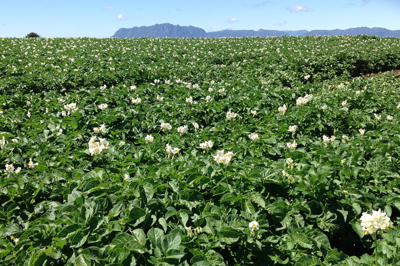 Thumbnail for Tasmanian Certified Seed Potato Scheme | Tasmanian Institute of Agriculture
