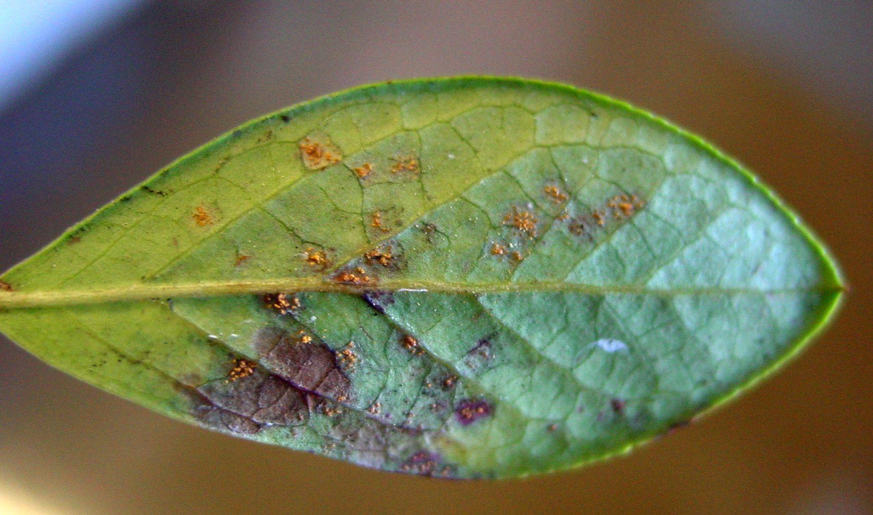 Thumbnail for Crop protectants for blueberry rust | Tasmanian Institute of Agriculture