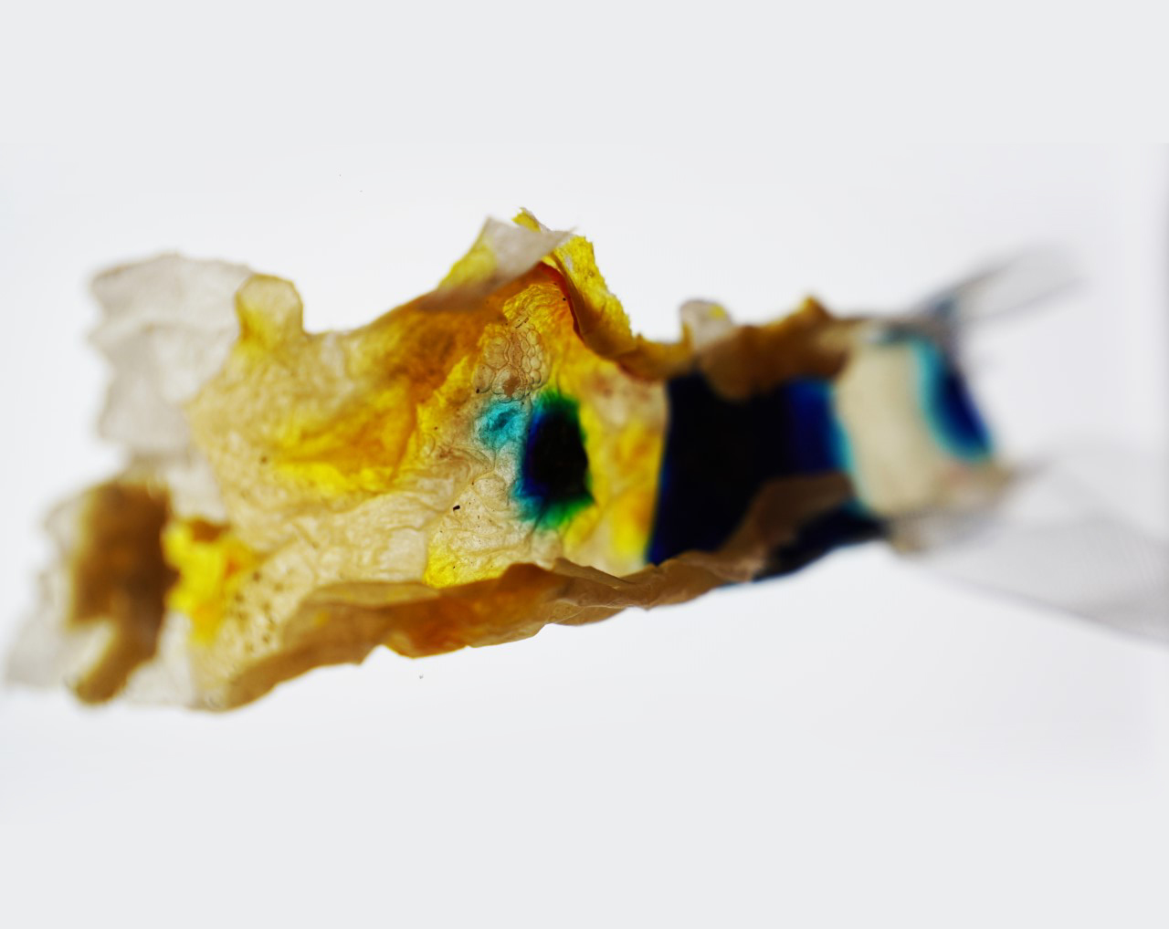 Compostable, seaweed-based biopolymer, from CAPTURE: a PluginHUMAN carbon negative art and research project. Photo by Betty Sargeant @PluginHUMAN