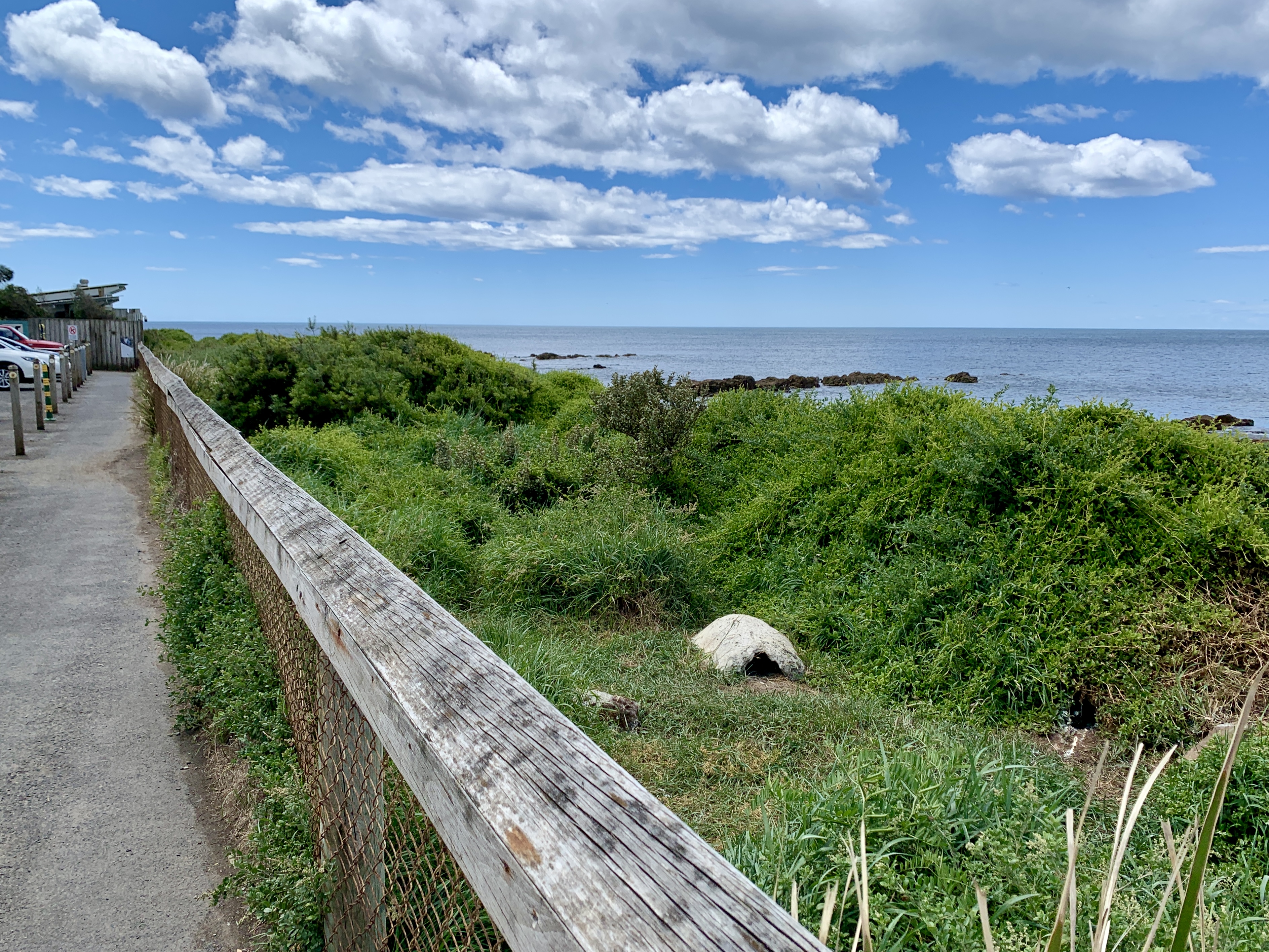 The existing coastal path and penguin habitat at West Park