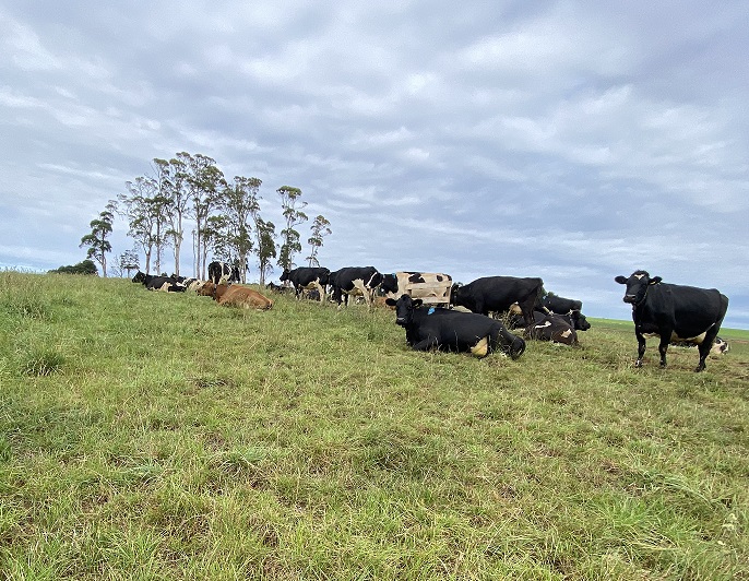 Cows on grass at the TIA Dairy Research Facility