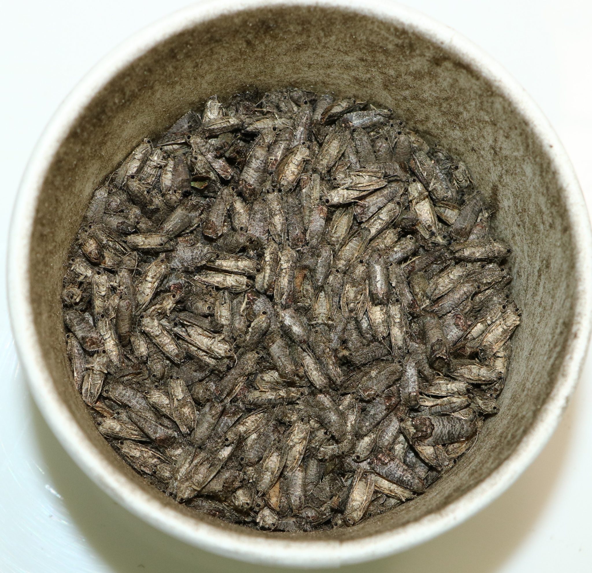 Sterile codling moths awaiting release in the orchard.