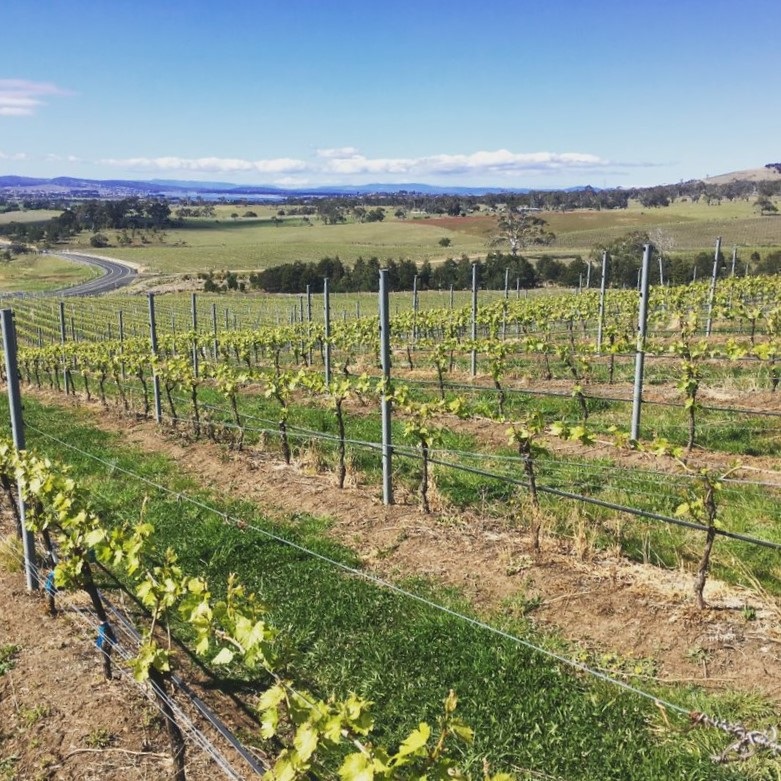 Jansz Parish vineyard, Coal River Valley 