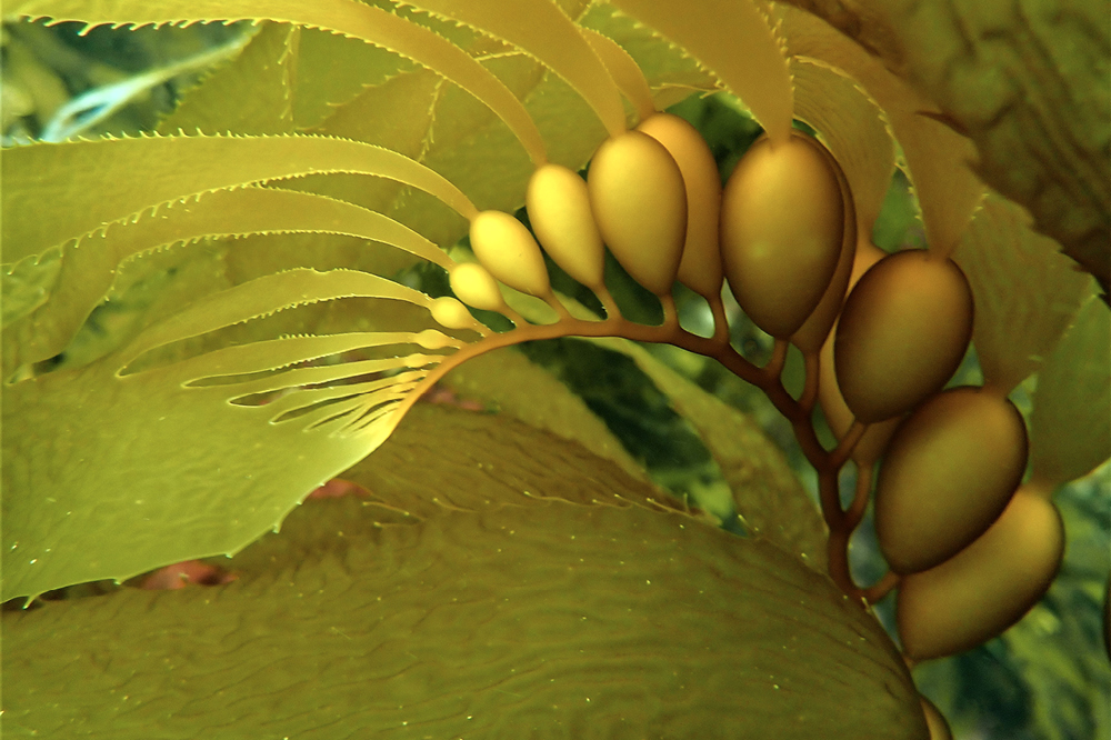 An image of giant kelp