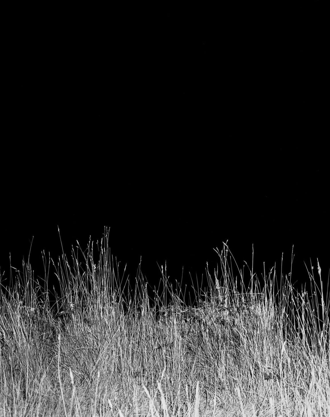 The image is a high-contrast black-and-white photograph showing tall, dry grasses in the foreground. The grasses appear pale and textured against a completely black background, creating a stark and dramatic composition with no visible horizon or additional elements.