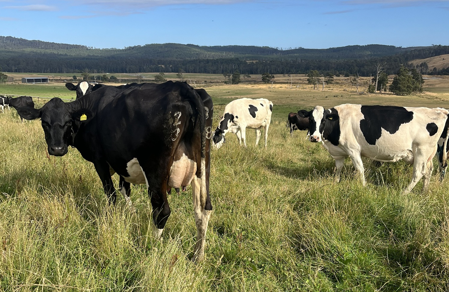 Dairy cows with Halter collars in paddock