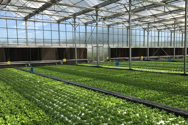 Thumbnail for Greens from a greenhouse? | Tasmanian Institute of Agriculture