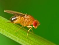 Humble vinegar fly’s genes could help combat pest species