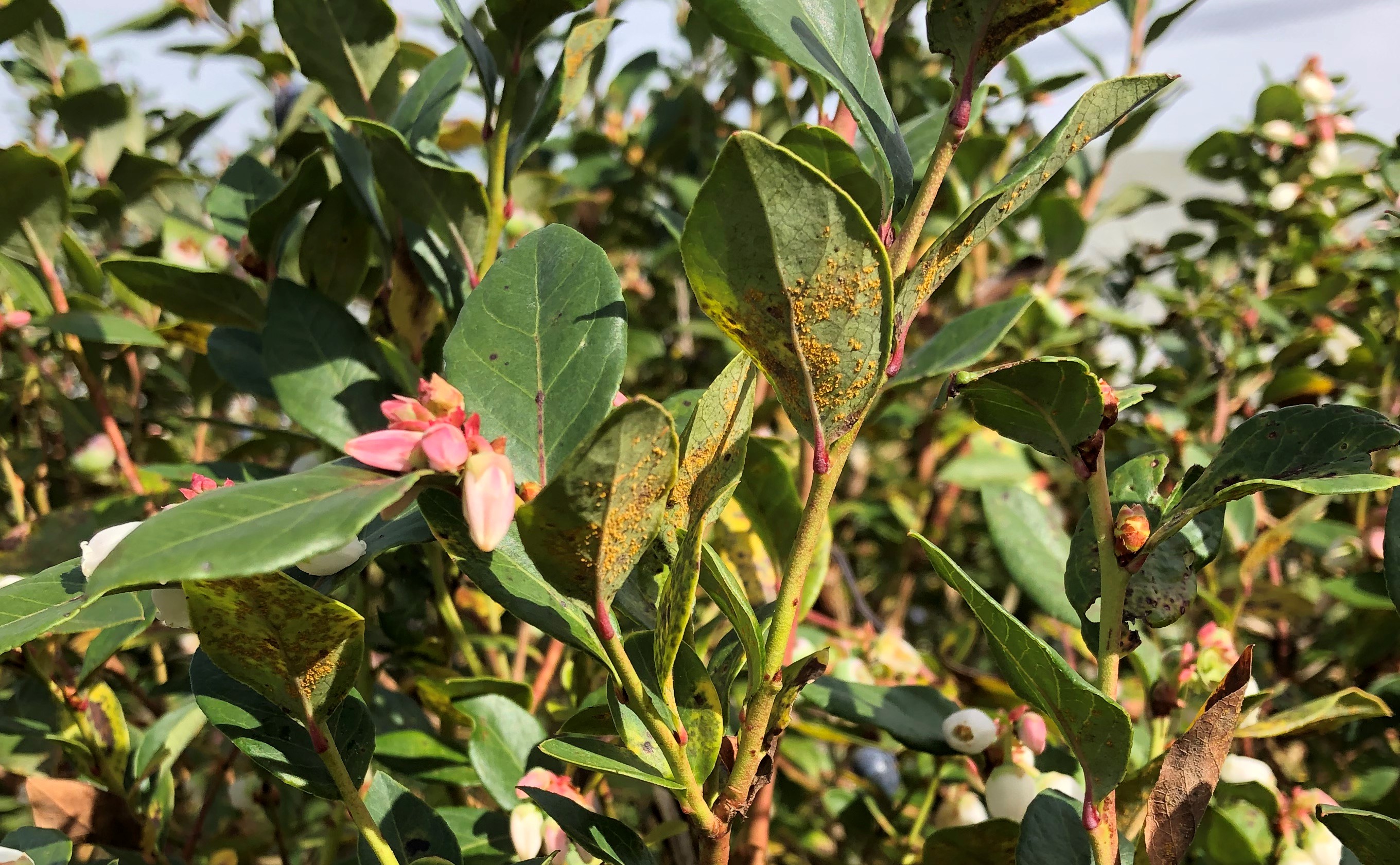 Close-up photo of leaves on a blueberry bush. The leaves show blueberry rust pustules on the underside of the leaves.  