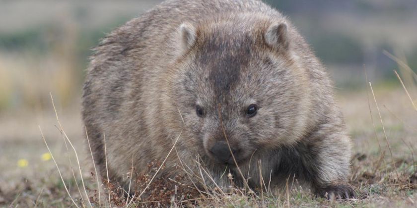 Thumbnail for Fight against wombat mange