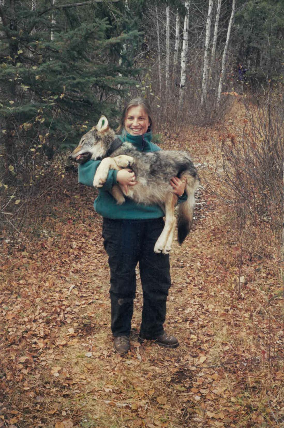 Julianne O'Reilly-Wapstra, a woman in her twenties,  stands in the forest holding a young wolf pup that has been anaesthetised and tagged for tracking in Minnesota.