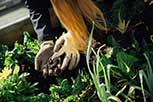 Close-up of hands working in soil with plants around, suggesting gardening or plant care.