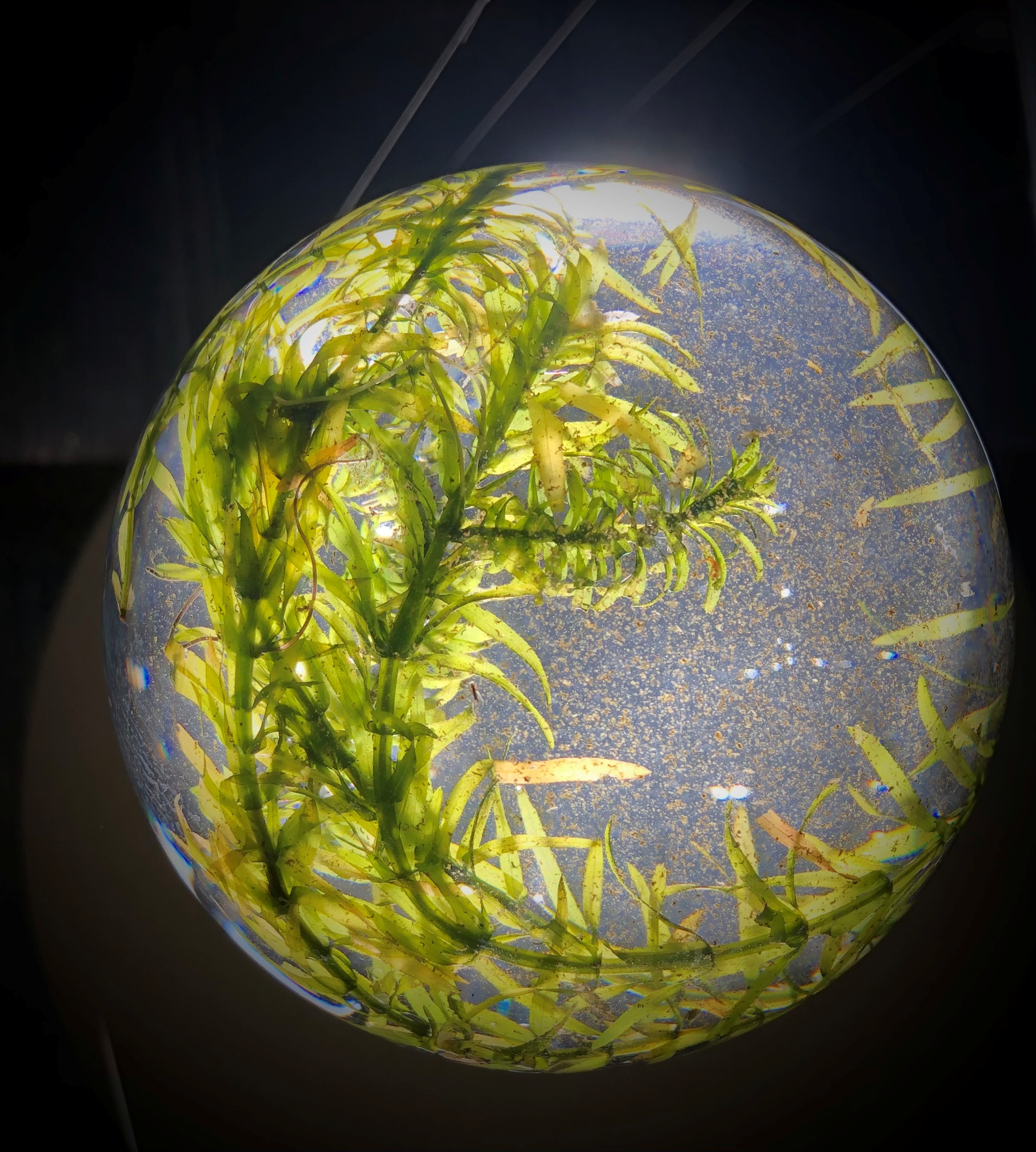 Heather Hesterman. Detail. &nbsp;BREATH. 2023. glass, plants, water, LED growlight, wire and plywood. Image credit: Emma Byrnes.