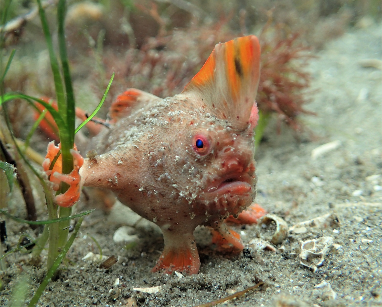 An image of a red hand fish
