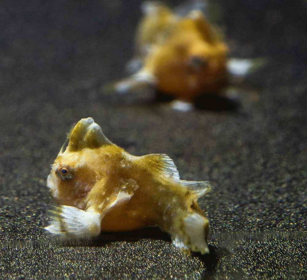 Critically endangered Red handfish photo by Rick Stuart-Smith
