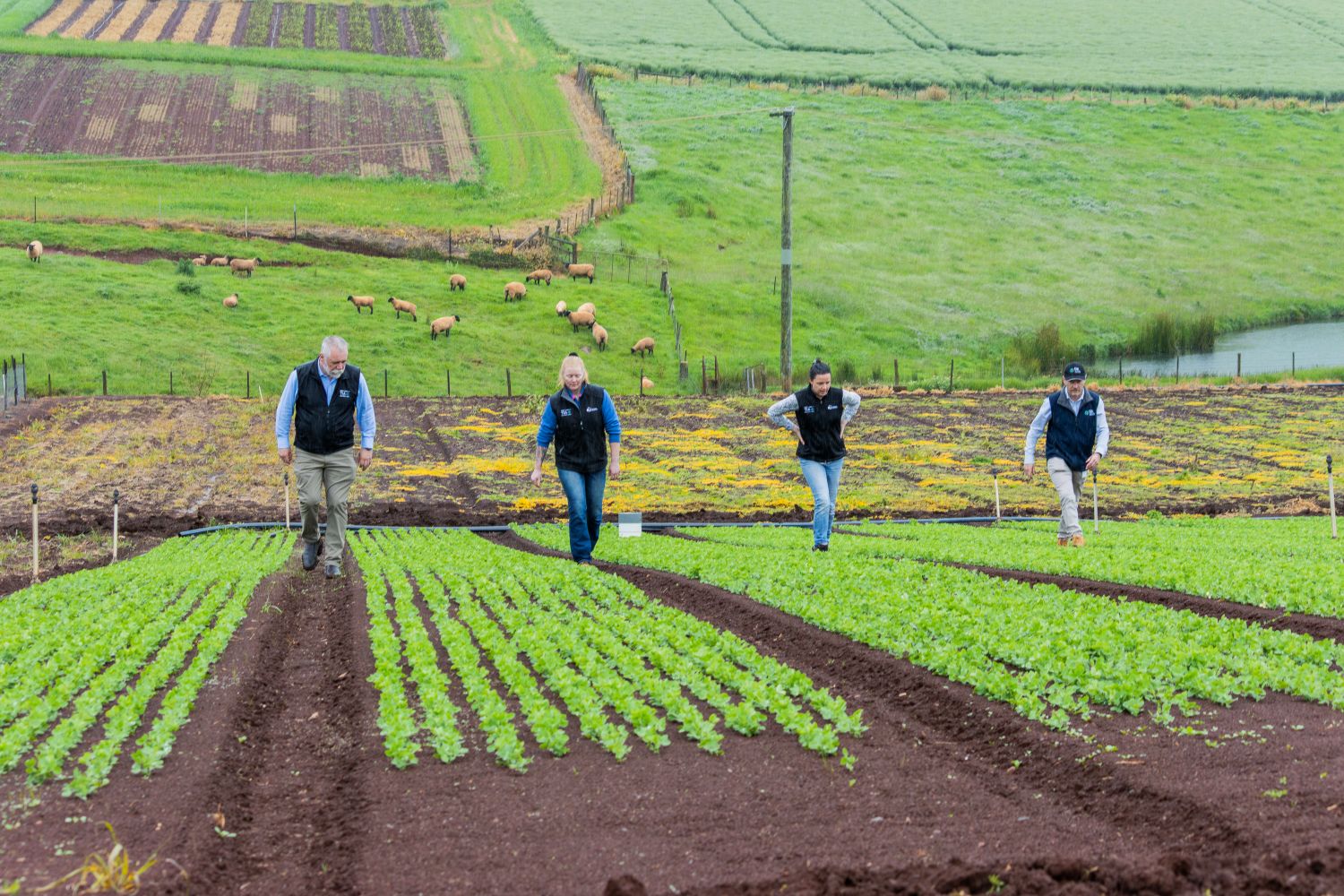 Dr Tory Clarke at the TIA Vegetable Research Facility inspecting a zero-net emissions trial site.