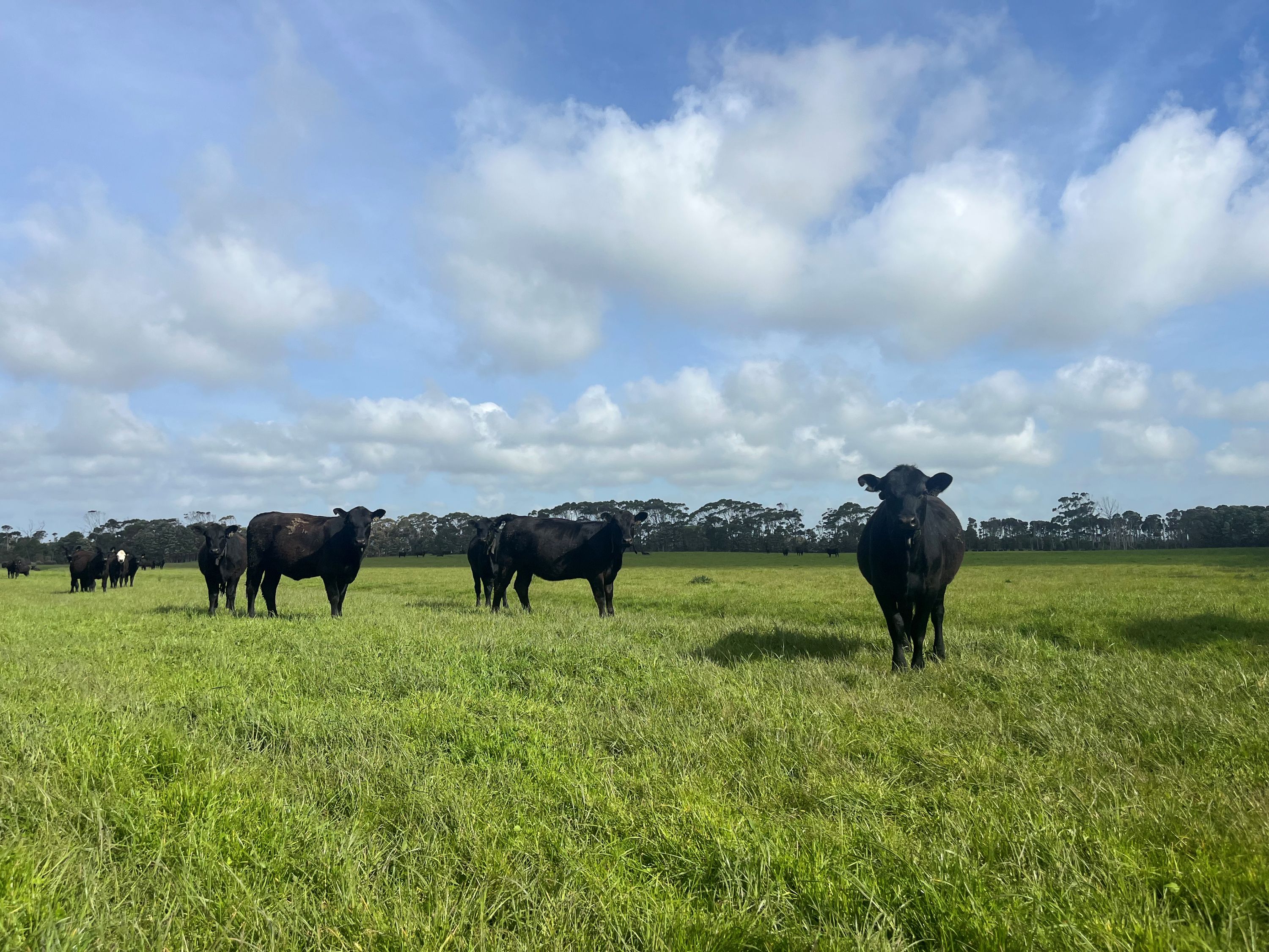 Smarter Grazing Boosts Young Cows' Lifetime Performance | Mirage News