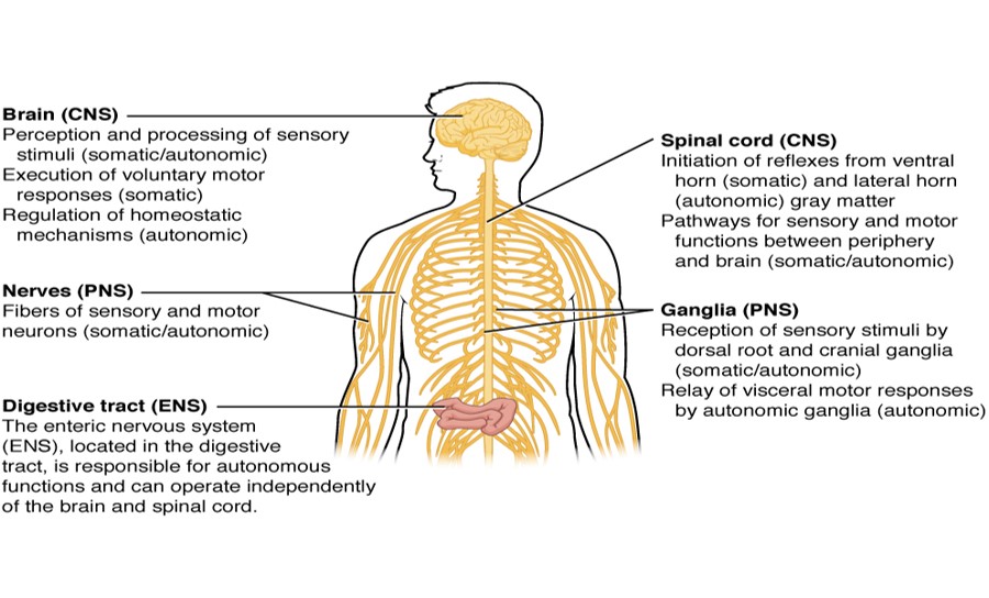 Brain (CNS) - Percetion and processing of sensory stimuli (somatic/automomic), - Exectution of volunary montor responsees (somatic), - Regulation of homeostatic mechanisms (autonomic);  Nerves (PNS) - Fibers of sensory and motor neurons (somatic/automomic); Digestive tract (ENS) - The enteric nervous system (ENS), located in the digestive tract is responsible for autonomous functions aand can operate independently of the brain and spinal cord.; Spinal cord (CNS) -Initiation of reflexes from ventral horn (somatic) and lateral horn (autonomic) gray matter. - Patheways for sensory and motor functions between periphery and brain (somatic/autonomic); Ganglia (PNS) - Reception of sensory stimuli by dorsal root and cranial ganglia (somatic/autonomic), - Relay of visceral motor responses by autonomic ganglia (autonomic).