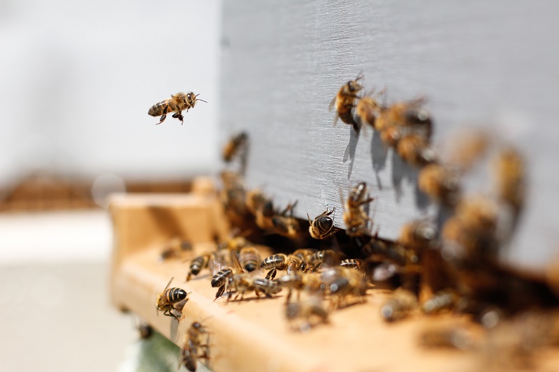 Bee Hive Stock Shot