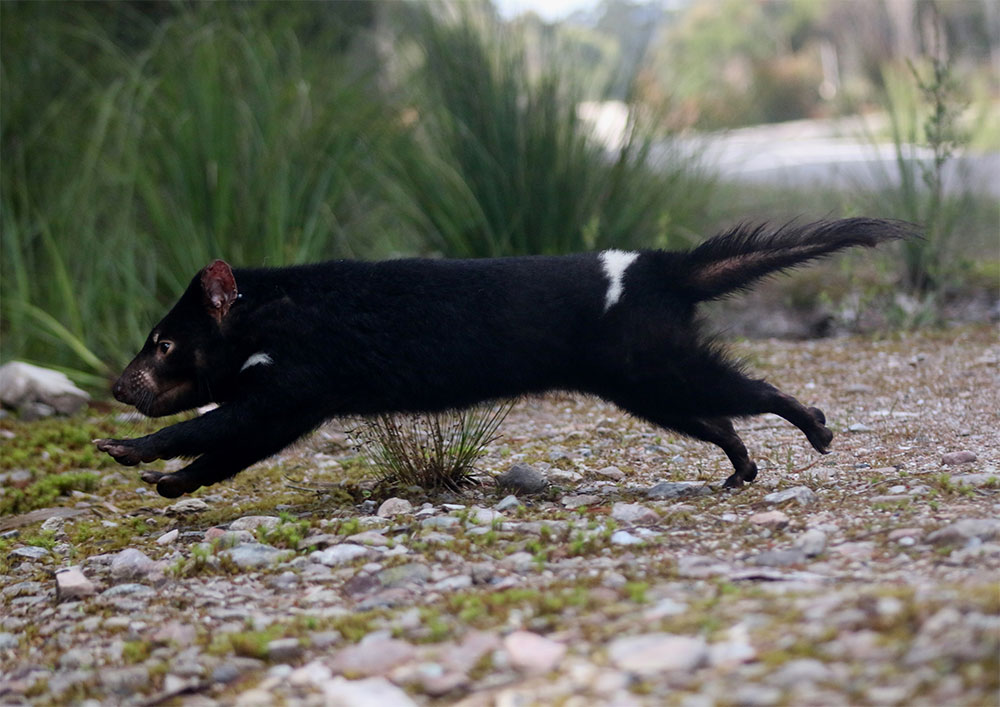 Thumbnail for Tasmanian devils may survive  their own pandemic