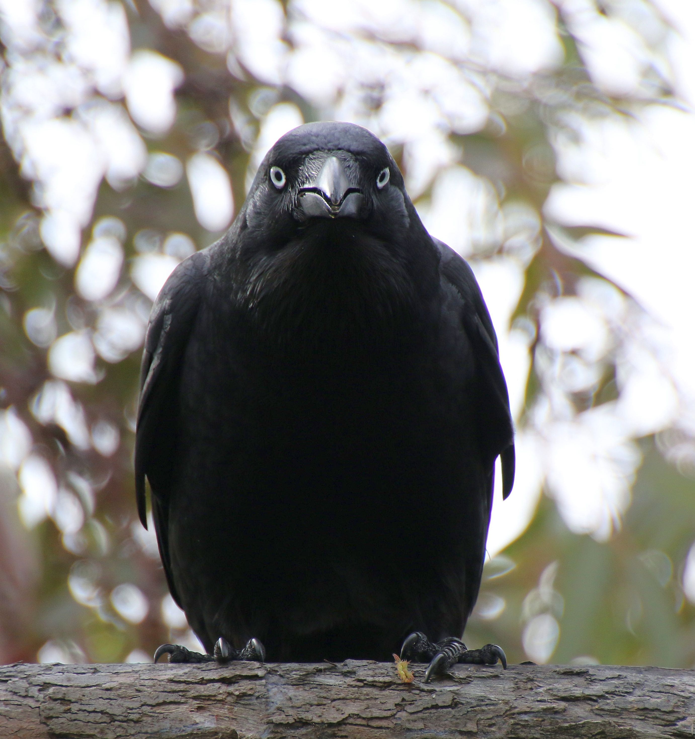Forest raven portrait