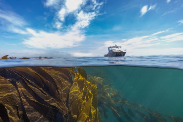 Thumbnail for Giant babies return to reef in major step for forest-scale kelp restoration