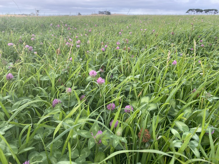 Thumbnail for Growing red meat productivity through the selection and establishment of perennial legumes | Tasmanian Institute of Agriculture