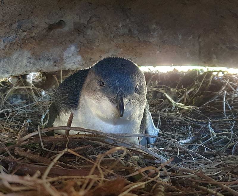 Close up of penguin in burrow
