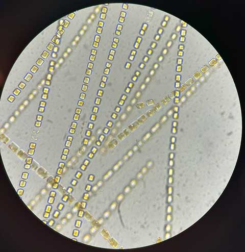 Close-up view of diatoms arranged in parallel lines under a microscope, showcasing their intricate patterns and geometric shapes.