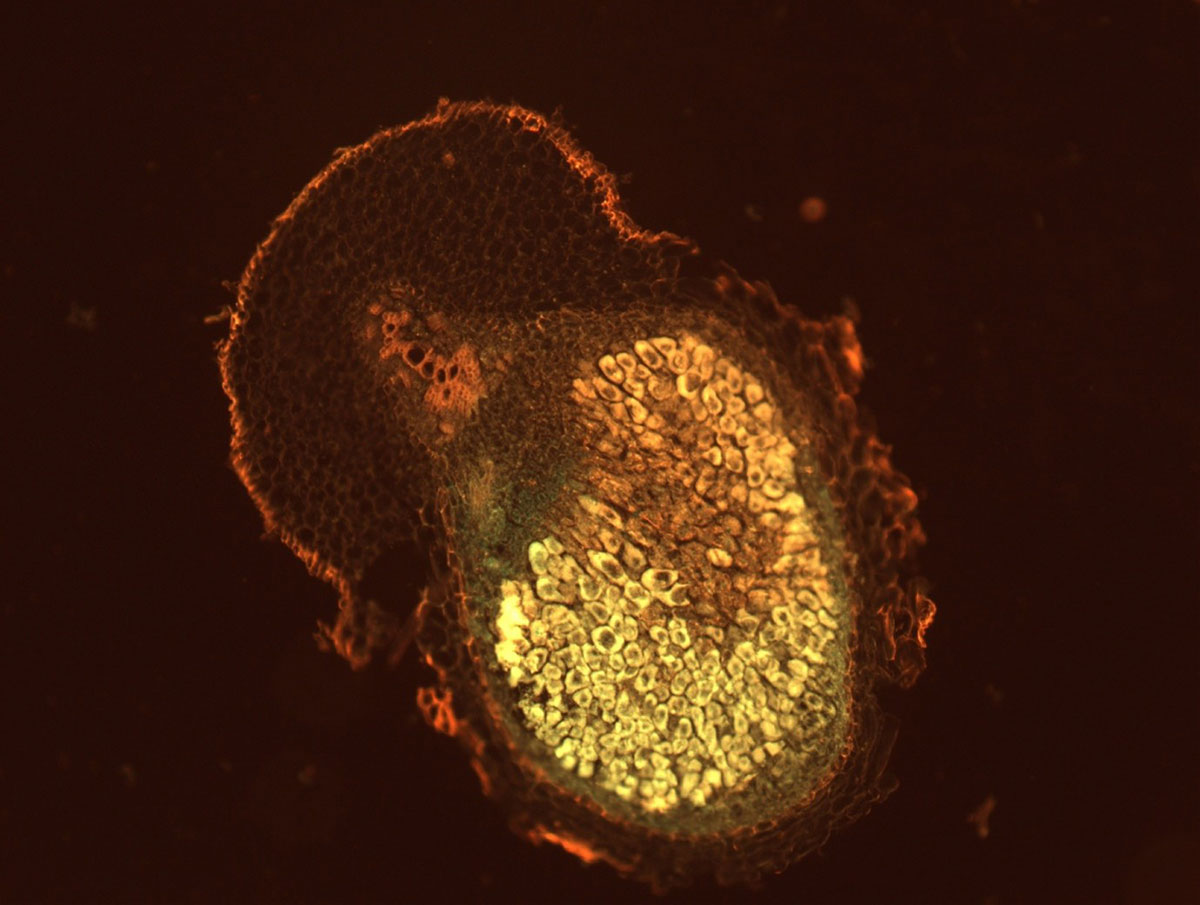Microscopic image of a plant tissue section showing cellular structures with bright yellow-green fluorescence in the center and darker surrounding layers, captured under a fluorescence microscope.