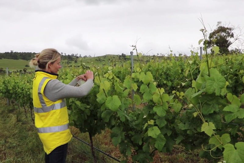 Thumbnail for Stabilising the yield of Tasmanian vineyards | Tasmanian Institute of Agriculture