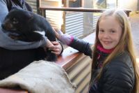 Young passion for Tasmanian devils’ plight leads to big results