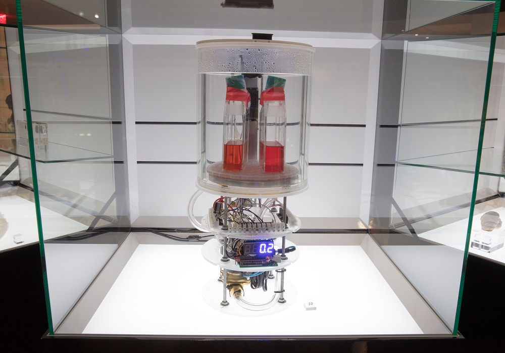 Image credit: Biomess (2018) by The Tissue Culture & Art Project. Image courtesy of the artist