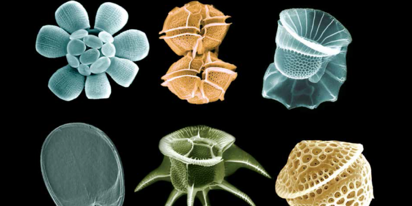 Thumbnail for Earth’s future linked to algae growth