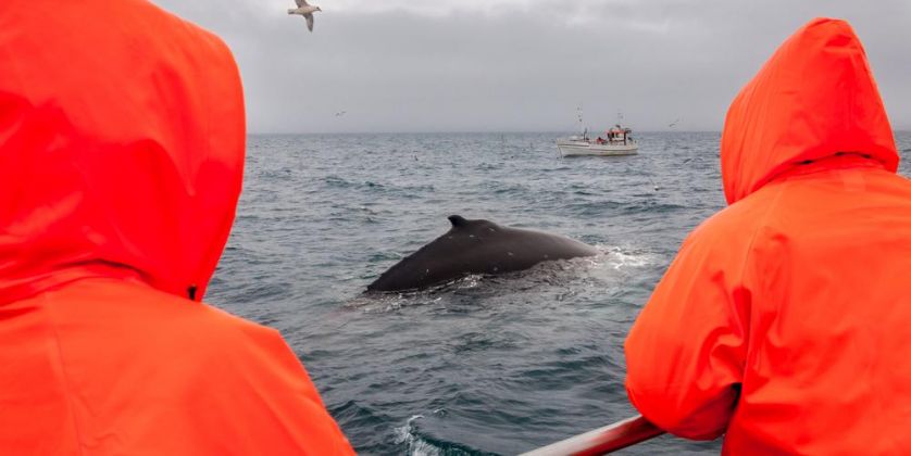 Thumbnail for Why Iceland is set to resume whaling despite international opposition
