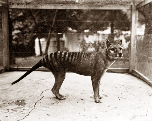 Thumbnail for New study reveals that the Tasmanian tiger might have survived to 1980s or later