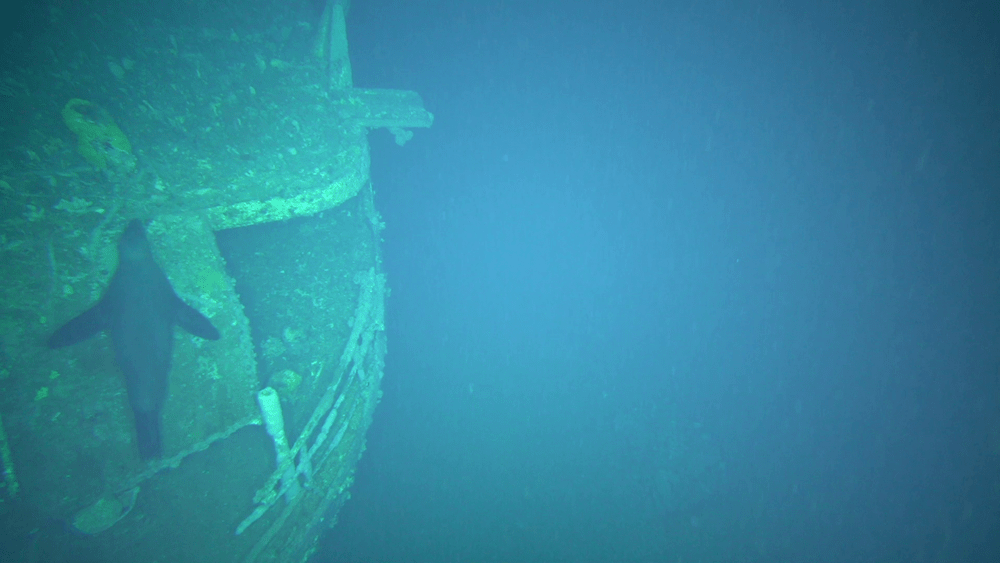 A seal swims across the deck of the MV Blythe Star wreck