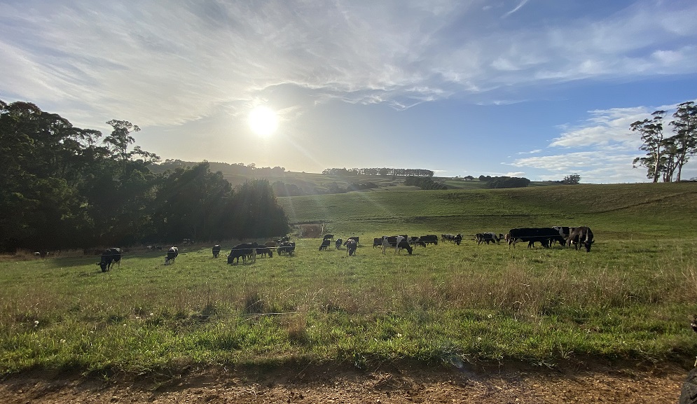 Thumbnail for Virtual fencing: A game changer for pasture-based livestock systems | Tasmanian Institute of Agriculture
